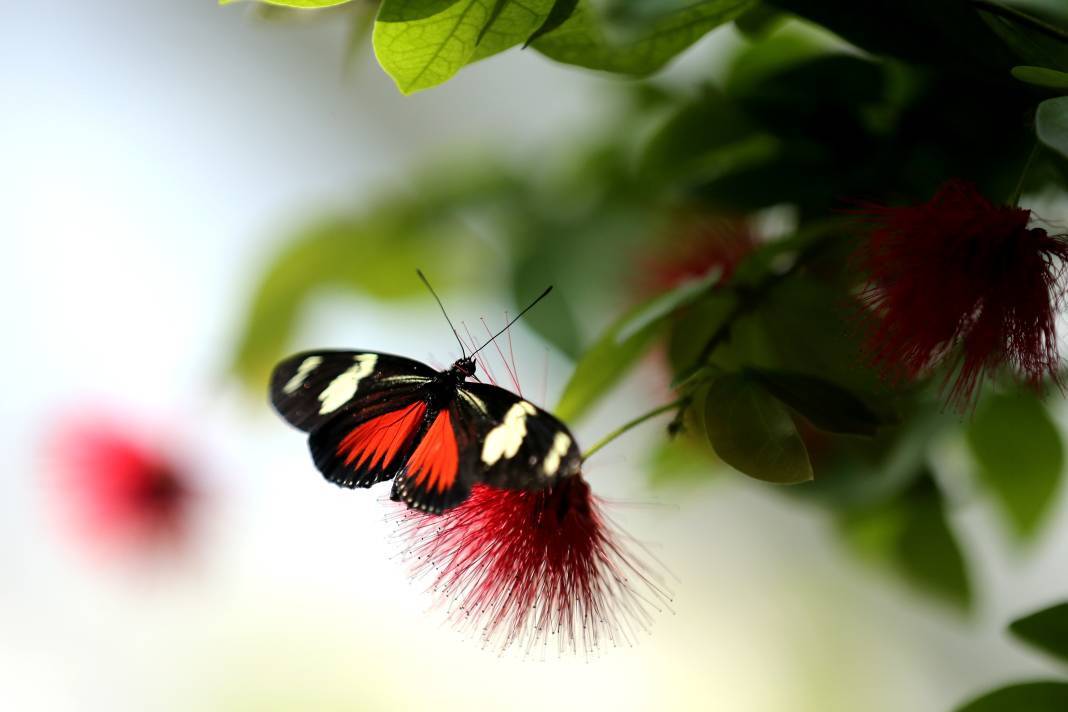 Konya'nın botanik bahçesine kelebekler değil özel bitkiler de değer katıyor 7